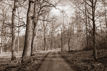 A dirt road crossing through a forest in sepia