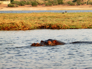 Fototapeta premium Hippopotamus amphibius