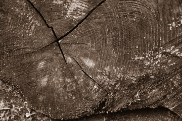 Cut down tree trunk cross section in close up	