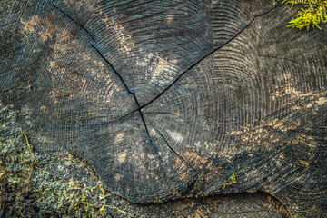 Cut down tree trunk cross section in close up	