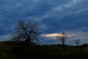 Tre alberi al tramonto sopra una collina con cielo nuvoloso.