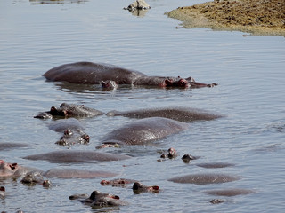 Hippopotamus amphibius