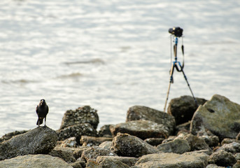 A crow stand beside camera at rock near coastal.