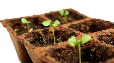 Young bright green sprouts of basil in peat pots which was sprouted from seeds on a white...