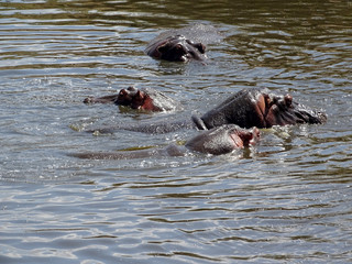 Fototapeta premium Hippopotamus amphibius