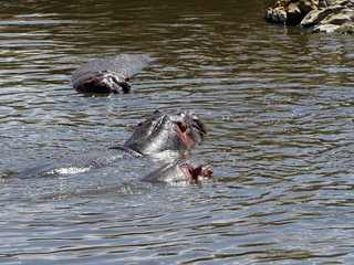 Fototapeta premium Hippopotamus amphibius