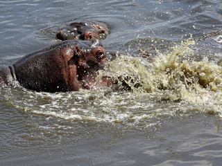 Fototapeta premium Hippopotamus amphibius