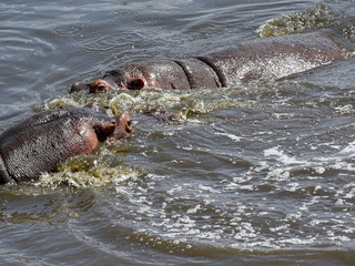 Hippopotamus amphibius