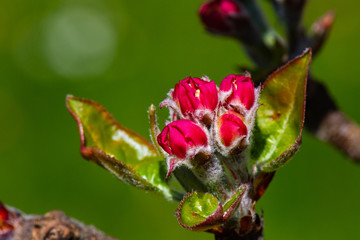 bouton de fleurs de pommier
