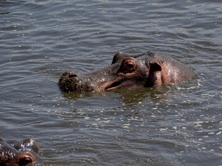 Fototapeta premium Hippopotamus amphibius