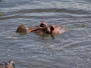 Hippopotamus amphibius