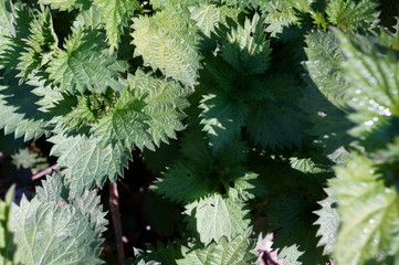 green leaves background