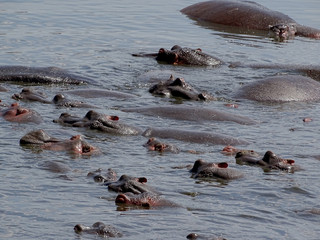 Hippopotamus amphibius