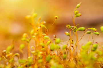 Group of spring moss Pohlia nutans in gold light. Macro photo