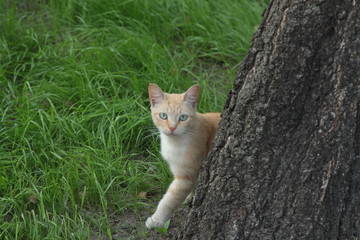 cat on the grass