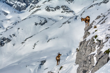 Naklejka na ściany i meble Chamois in the snow on the peaks of the National Park Picos de Europa in Spain.