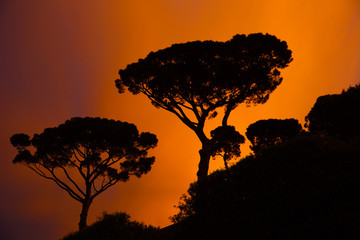 Umbrella pines, Rome, Italy