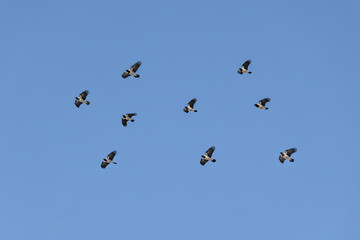 A flock of crows with light wings is flying on the blue sky background