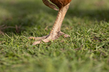 Hühnerkrallen auf der Wiese