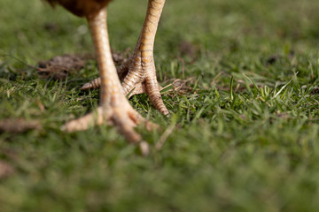 Hühnerkrallen auf der Wiese