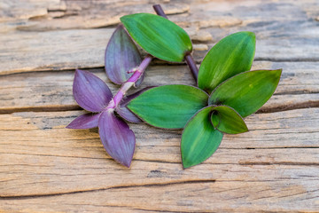 river spiderwort herbs