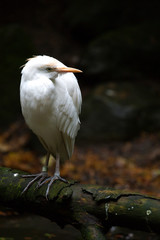 White bird (egret?)