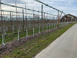 Obraz premium weinberg am bodensee