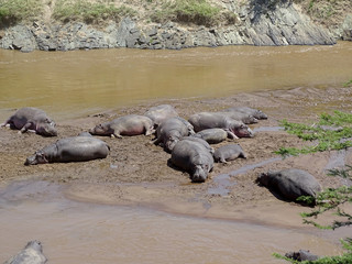 Hippopotamus amphibius