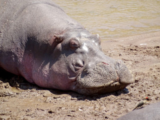 Hippopotamus amphibius