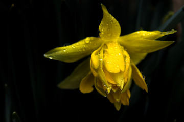 daffodil spring yellow flower with dew drops