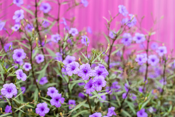 Fototapeta premium Purple Ruellia tuberosa