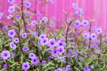 Purple Ruellia tuberosa