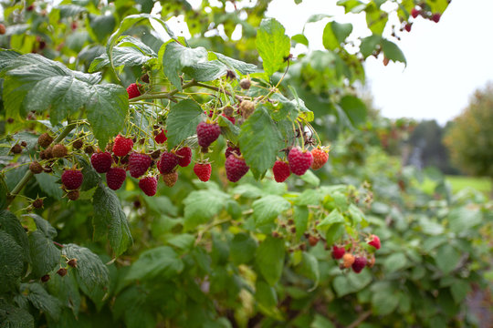 growing raspberries in garden