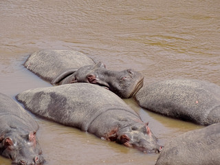 Fototapeta premium Hippopotamus amphibius