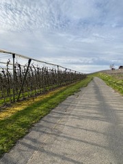 Fototapeta premium wanderweg am bodensee in immenstadt