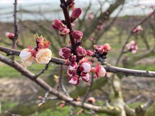 kirschen blüten am bodensee