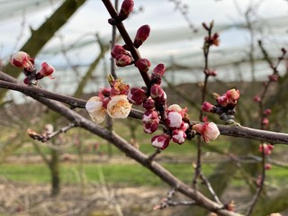 kirschen blüten am bodensee