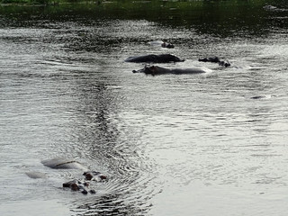 Fototapeta premium Hippopotamus amphibius