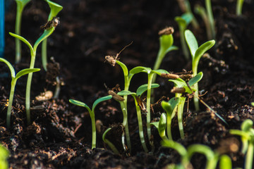 young green sprouts in a soil