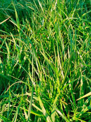 Background textured with green grass  in a sunny day