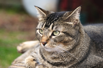 Naklejka na ściany i meble Brown striped tabby cat with green eyes staring at something in the foreground