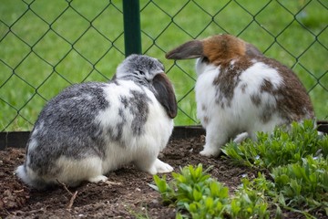 Beide Hasen sehen im anderen Feld etwas 
