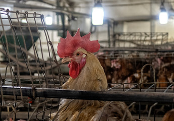 Poultry farm, aviary full of white chickens. house business.