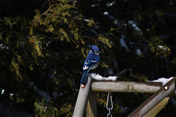 Canadian Bluejay