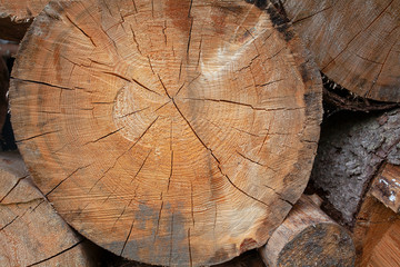 wooden log background, close up