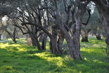 Olive trees in garden.