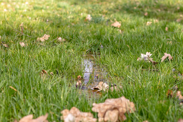 Obraz premium Submerged grass