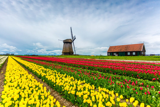 Alkmaar, Netherlands. Tulips field in bloom and windmill during springtime.