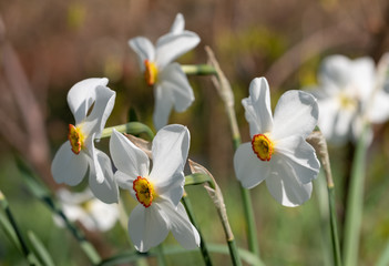 Spring flowers Narcissus poeticus, also called Poet's narcissus, at the historic walled garden in the Borough of Hillingdon, London, UK. 