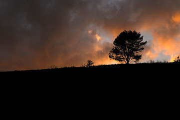 nature; ciel; nuages, cr&eacute;puscule, aurore; arbre; rouge; flamme;